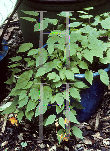 Picture of Begonia sutherlandii 