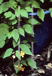 Picture of Begonia sutherlandii 