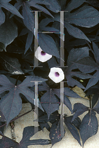 Picture of Ipomoea batatas 'Sweet Caroline Purple'