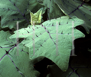 Picture of Solanum quitoense 