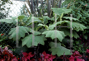 Picture of Solanum quitoense 