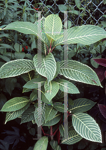 Picture of Sanchezia speciosa 