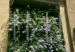 Picture of Plumbago auriculata 