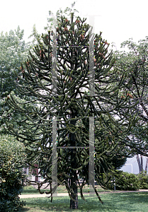 Picture of Araucaria araucana 