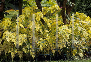 Picture of Abutilon pictum 'Thompsonii'