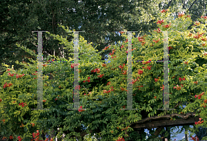 Picture of Campsis x tagliabuana 'Madame Galen'