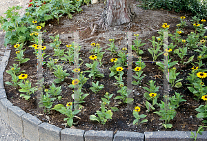 Picture of Rudbeckia hirta 