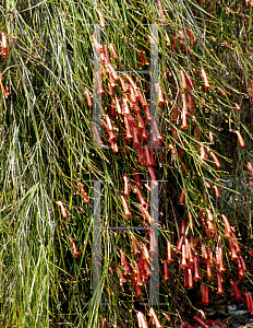 Picture of Russelia equisetiformis 