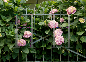 Picture of Hydrangea macrophylla 