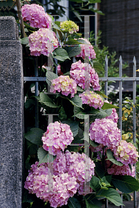 Picture of Hydrangea macrophylla 