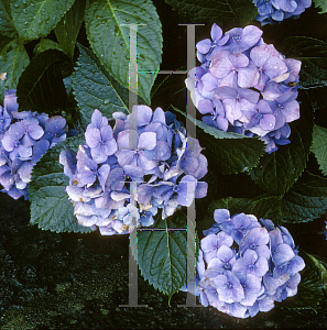 Picture of Hydrangea macrophylla 