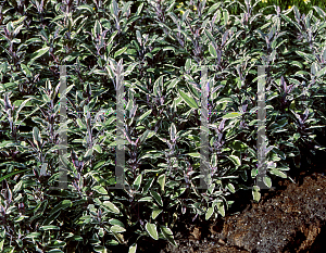 Picture of Salvia officinalis 'Tricolor'