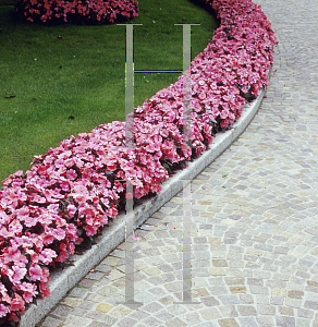 Picture of Impatiens x hawkeri 