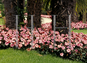 Picture of Impatiens x hawkeri 