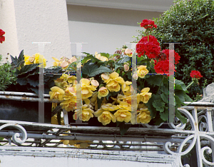 Picture of Begonia tuberhybrida hybrids 