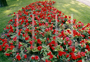 Picture of Begonia tuberhybrida hybrids 