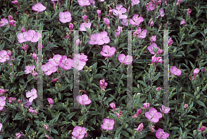 Picture of Oenothera kunthiana 