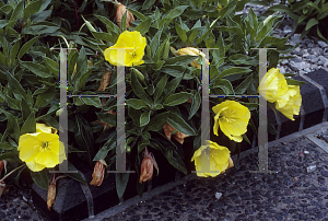 Picture of Oenothera macrocarpa 