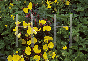 Picture of Oenothera tetraptera 'Sonnenwinde'