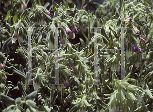 Picture of Onosma albo-roseum 
