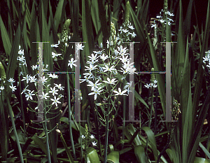 Picture of Ornithogalum arabicum 'Magnum'