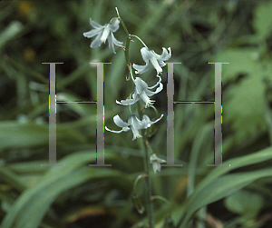 Picture of Ornithogalum nutans 