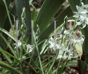 Picture of Ornithogalum nutans 