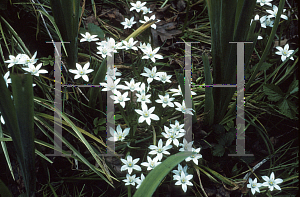 Picture of Ornithogalum umbellatum 