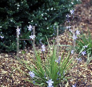 Picture of Orthrosanthus multiflorus 