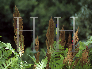 Picture of Osmunda regalis 