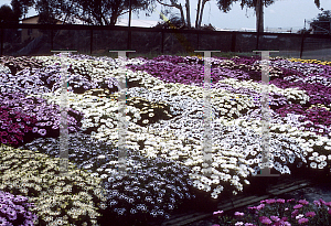 Picture of Osteospermum fruticosum 