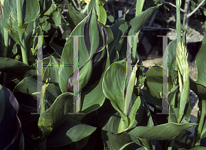 Picture of Canna x generalis 'Cleopatra'