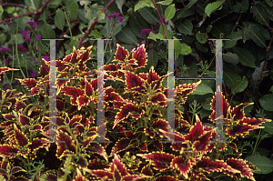 Picture of Solenostemon x 'Sky Fire'