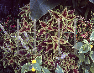 Picture of Solenostemon scutellarioides 'New Hurricane'