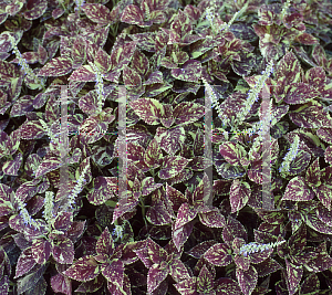 Picture of Solenostemon x 'Cranberry Salad'