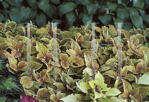 Picture of Solenostemon x 'Rustic Orange'