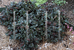 Picture of Heuchera  'Crimson Curls'