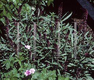 Picture of Lysimachia atropurpurea 