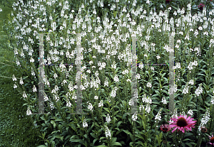 Picture of Lysimachia ephemerum 