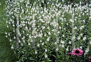 Picture of Lysimachia ephemerum 