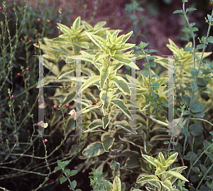 Picture of Lysimachia punctata 'Golden Alexander'