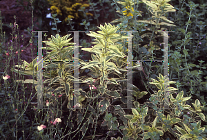 Picture of Lysimachia punctata 'Golden Alexander'