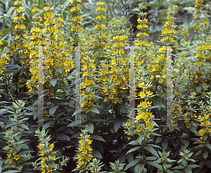 Picture of Lysimachia verticillata 