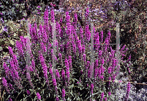 Picture of Lythrum salicaria 'Firecandle'