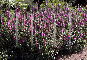 Picture of Lythrum salicaria 'Firecandle'