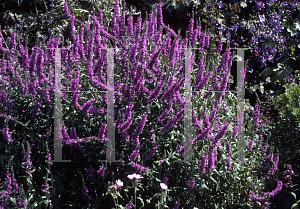 Picture of Lythrum salicaria 'Robert'