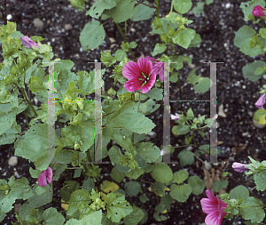 Picture of Malope trifida 