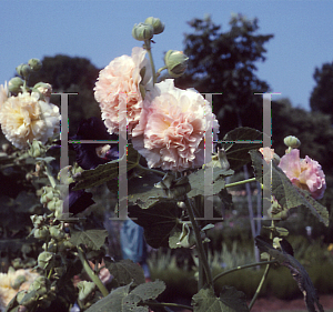 Picture of Malva alcea 'Peaches and Dreams'