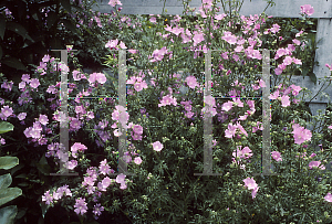 Picture of Malva officinalis 