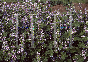 Picture of Malva sylvestris 'Zebrina'